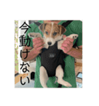 ドビわんこスタンプの2（個別スタンプ：25）
