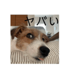 ドビわんこスタンプの2（個別スタンプ：27）