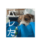 ドビわんこスタンプの2（個別スタンプ：28）