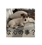 ドビわんこスタンプの2（個別スタンプ：30）