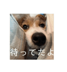 ドビわんこスタンプの2（個別スタンプ：33）