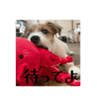 ドビわんこスタンプの2（個別スタンプ：34）