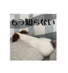 ドビわんこスタンプの2（個別スタンプ：37）