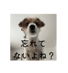 ドビわんこスタンプの2（個別スタンプ：38）
