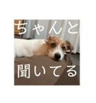 ドビわんこスタンプの2（個別スタンプ：39）