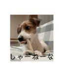 ドビわんこスタンプの2（個別スタンプ：40）