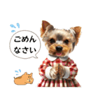 ヨーキーの夏休みスタンプ（個別スタンプ：25）