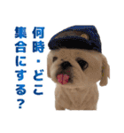 ペキニーズ みるくのスタンプ5（個別スタンプ：1）