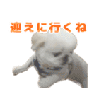 ペキニーズ みるくのスタンプ5（個別スタンプ：2）