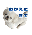 ペキニーズ みるくのスタンプ5（個別スタンプ：3）