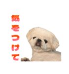 ペキニーズ みるくのスタンプ5（個別スタンプ：14）