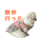 ペキニーズ みるくのスタンプ5（個別スタンプ：23）