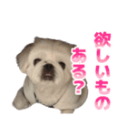 ペキニーズ みるくのスタンプ5（個別スタンプ：24）