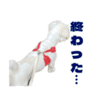ペキニーズ みるくのスタンプ5（個別スタンプ：27）