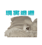ペキニーズ みるくのスタンプ5（個別スタンプ：28）