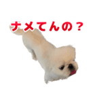 ペキニーズ みるくのスタンプ5（個別スタンプ：32）