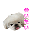 ペキニーズ みるくのスタンプ5（個別スタンプ：33）
