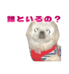 ペキニーズ みるくのスタンプ5（個別スタンプ：40）