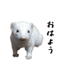 my pets's（個別スタンプ：5）