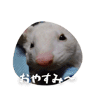 my pets's（個別スタンプ：8）