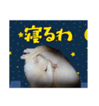 my pets's（個別スタンプ：11）