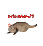 my pets's（個別スタンプ：13）