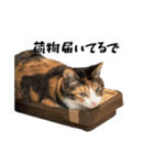 my pets's（個別スタンプ：14）