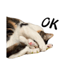 my pets's（個別スタンプ：16）