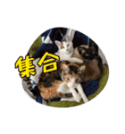 my pets's（個別スタンプ：17）
