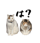 my pets's（個別スタンプ：18）