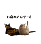 my pets's（個別スタンプ：21）