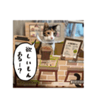my pets's（個別スタンプ：22）