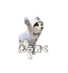 my pets's（個別スタンプ：24）