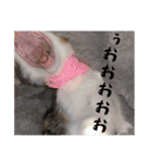 my pets's（個別スタンプ：25）