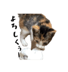 my pets's（個別スタンプ：26）