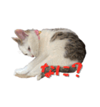 my pets's（個別スタンプ：27）
