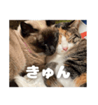 my pets's（個別スタンプ：29）