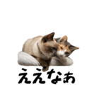 my pets's（個別スタンプ：32）