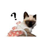 my pets's（個別スタンプ：33）