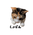 my pets's（個別スタンプ：34）