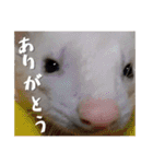 my pets's（個別スタンプ：40）