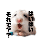 かわいいけどクセ強め。ハムスターの日常（個別スタンプ：9）