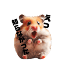 かわいいけどクセ強め。ハムスターの日常（個別スタンプ：10）