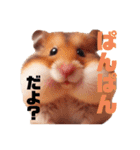 かわいいけどクセ強め。ハムスターの日常（個別スタンプ：27）