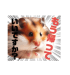 かわいいけどクセ強め。ハムスターの日常（個別スタンプ：28）