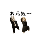 お猫様のスタンプ(特別編）（個別スタンプ：1）