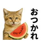 素直なネコのスナネコ！スナちゃんの夏休み（個別スタンプ：1）