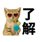 素直なネコのスナネコ！スナちゃんの夏休み（個別スタンプ：4）