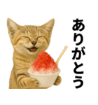 素直なネコのスナネコ！スナちゃんの夏休み（個別スタンプ：7）