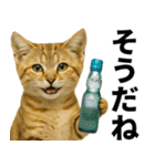 素直なネコのスナネコ！スナちゃんの夏休み（個別スタンプ：26）